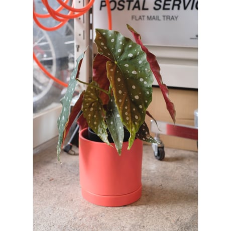 Begonia maculata