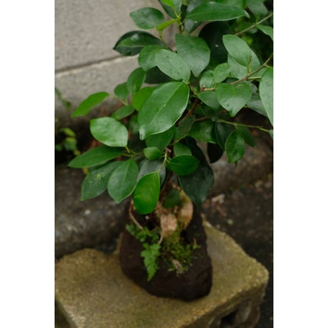 Ficus microcarpa