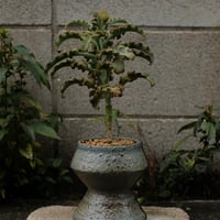 Azumi Aoyagi  plant pot -Kalanchoe-