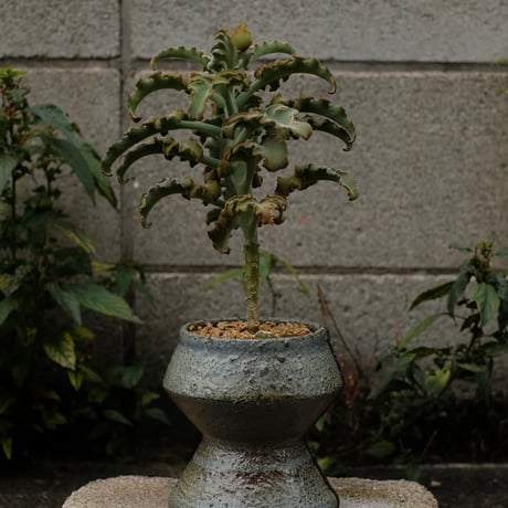 Azumi Aoyagi  plant pot -Kalanchoe-
