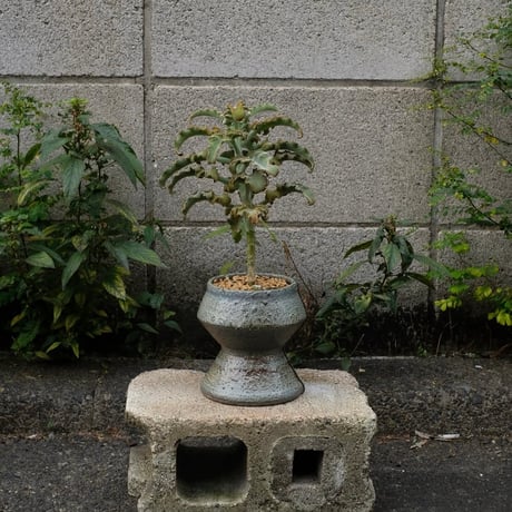Azumi Aoyagi  plant pot -Kalanchoe-