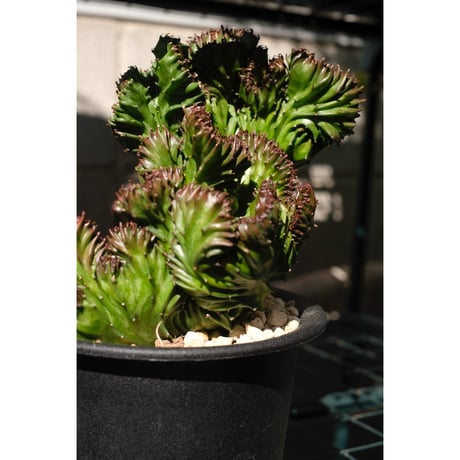 Euphorbia lactea