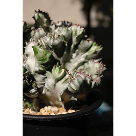 Euphorbia lactea