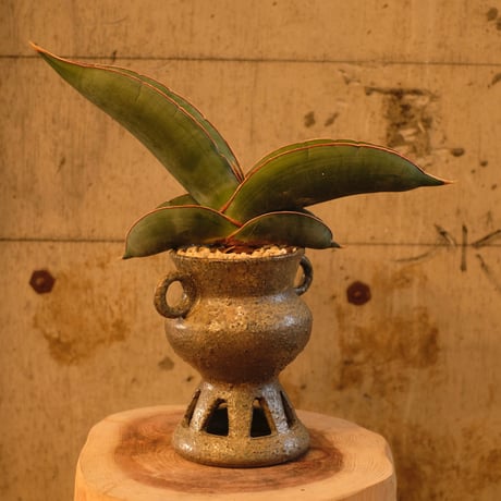 Azumi Aoyagi  plant pot