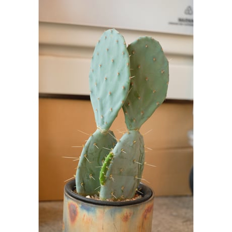 Opuntia '大丸盆'