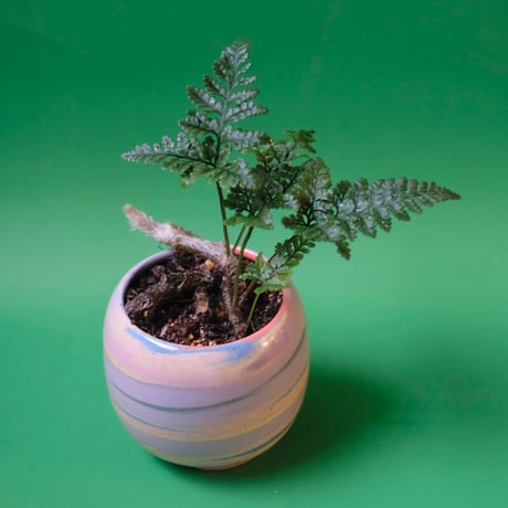 Yoshinori Takemura plant pot