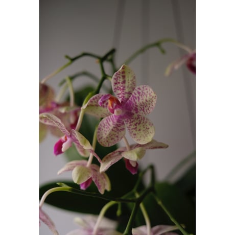 Phalaenopsis