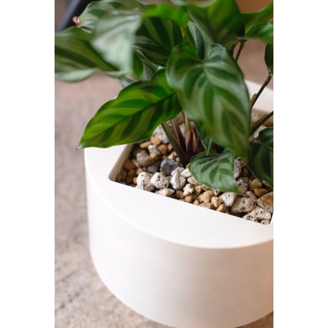 Calathea 'Freddie'