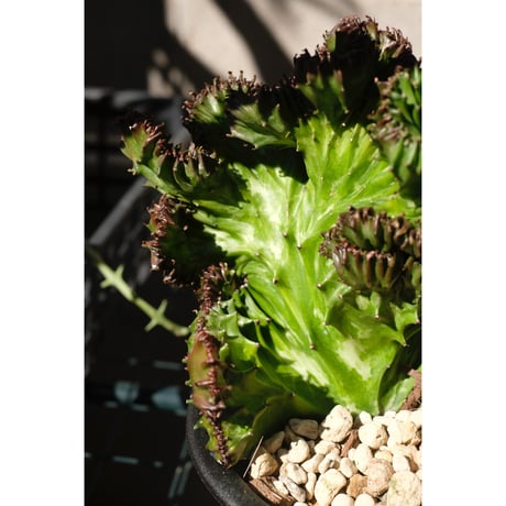 Euphorbia lactea