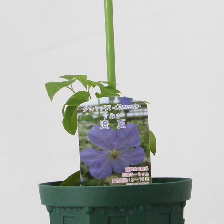 クレマチス 澄夏 【4号鉢】 | ローザンベリー多和田公式オンラインストア