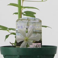 クレマチス　朝靄イマジリティ　【4号鉢】