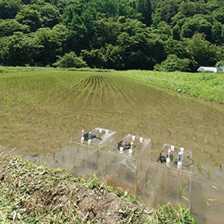地球派 農薬低減栽培米 純米酒（超・低精白純米酒）720㎖（クレジット決済のみ）【お届け先は当社営業エリア内に限ります】