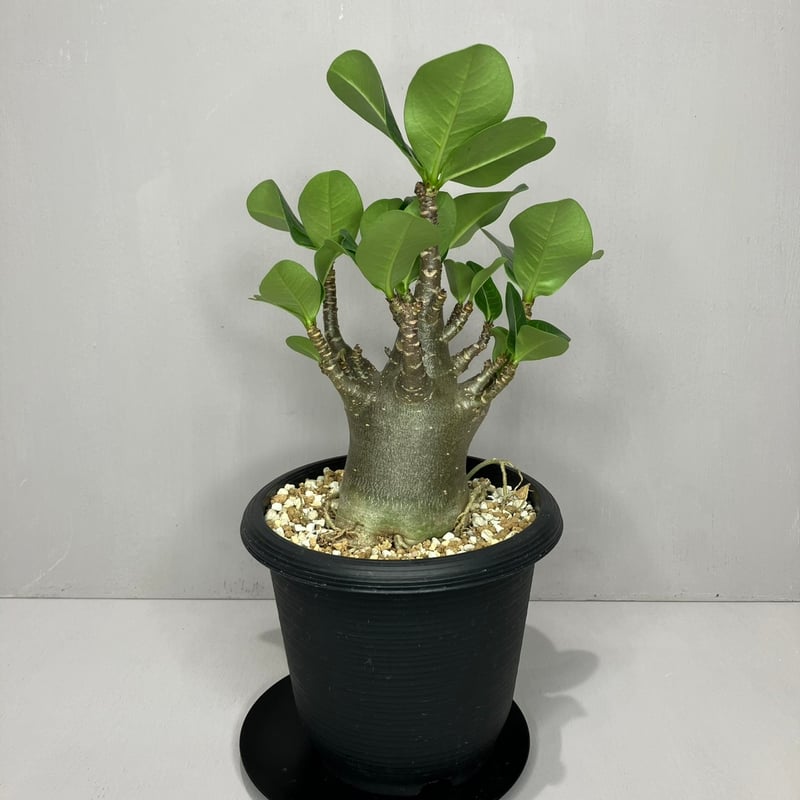 Adenium arabicum Black Skin /アデニウム アラビカム ブラックスキ