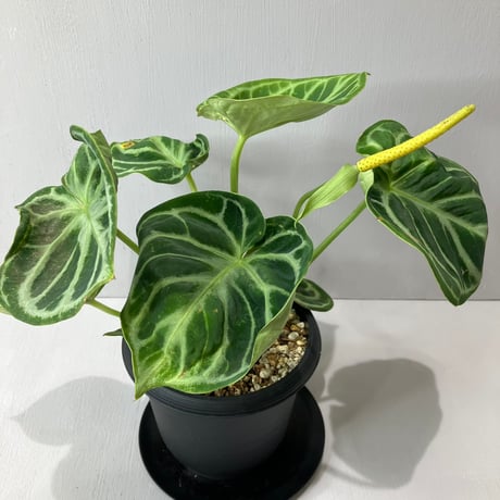 anthurium | STORES