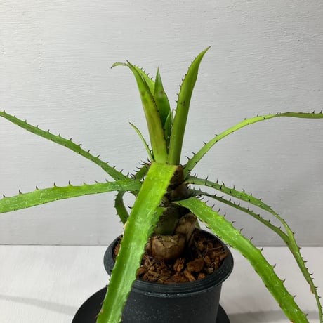 aechmea | STORES