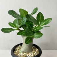 あ*い様 Aglaonema Medusa アグラオネマ メデューサ 観葉植物 アグラオネマ メデューサ Aglaonema Medusa | BHMS GARDEN STORE