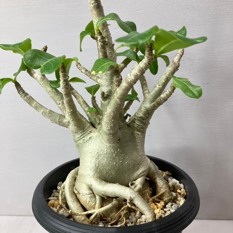 adeniumarabicum | STORES