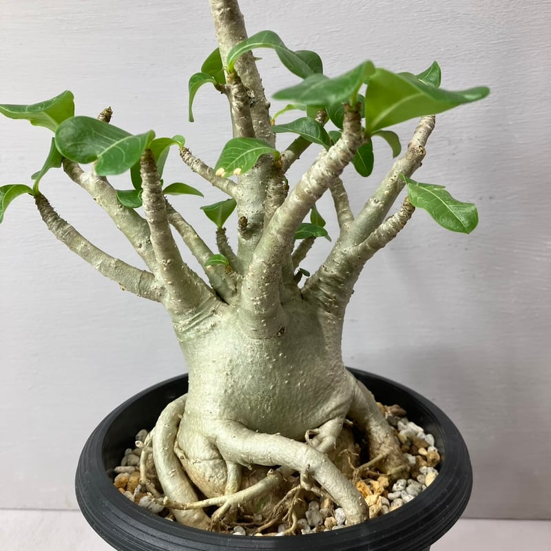 Adenium Thai Socotranum / アデニウム タイソコトラナム | BHMS