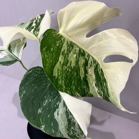 斑入りモンステラ | STORES