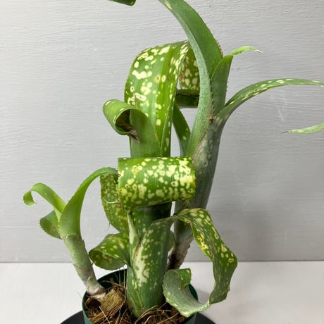 ブロメリア・エアープランツ Billbergia Toneprai Moulin Brush