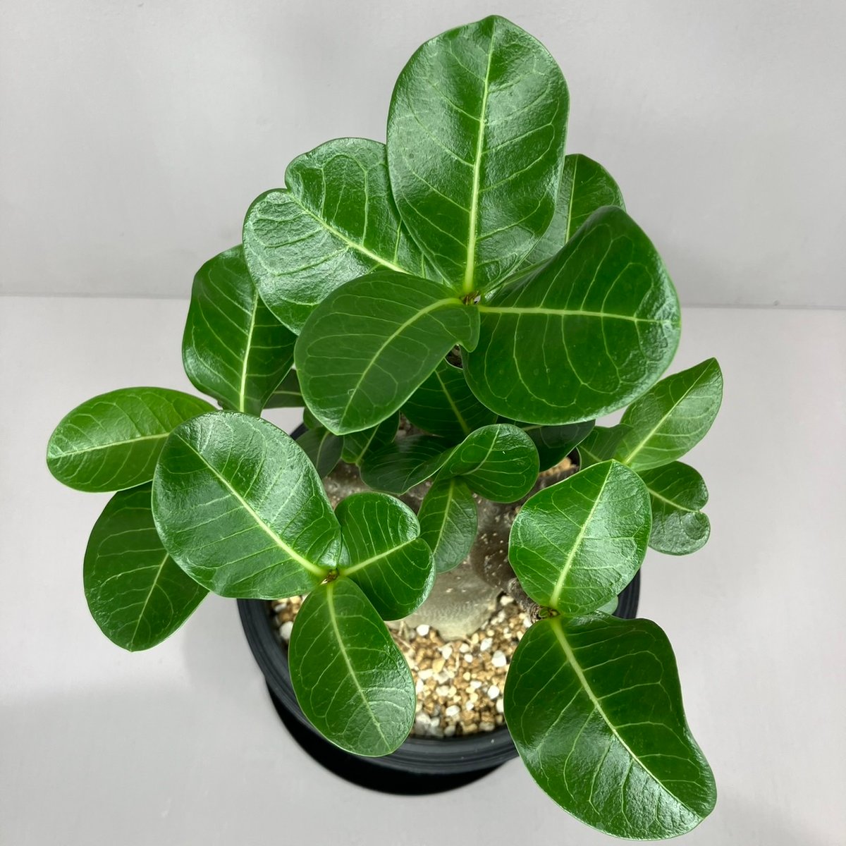 Adenium arabicum Black skin 黒肌アデニウム Adenium arabicum Black Skin /アデニウム アラビカム ブラックスキ