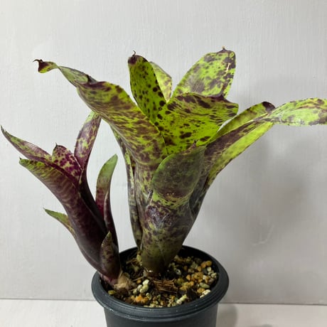 ブロメリア・エアープランツ Neoregelia Paladin ブロメリア | STORES