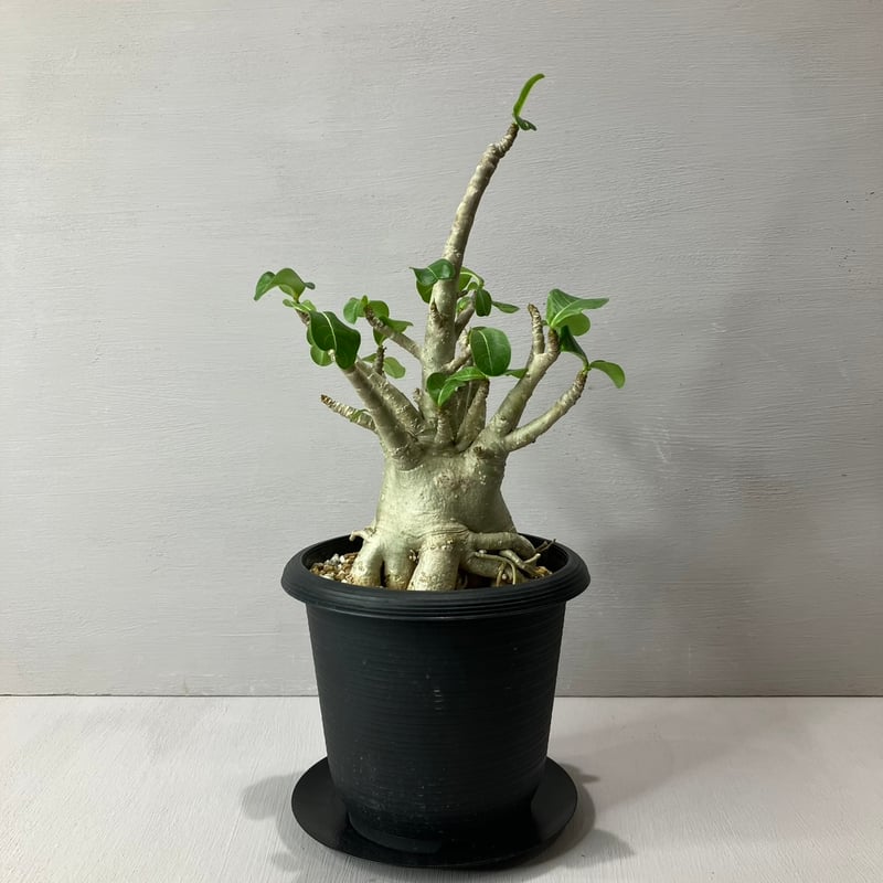 Adenium Thai Socotranum / アデニウム タイソコトラナム | BHMS