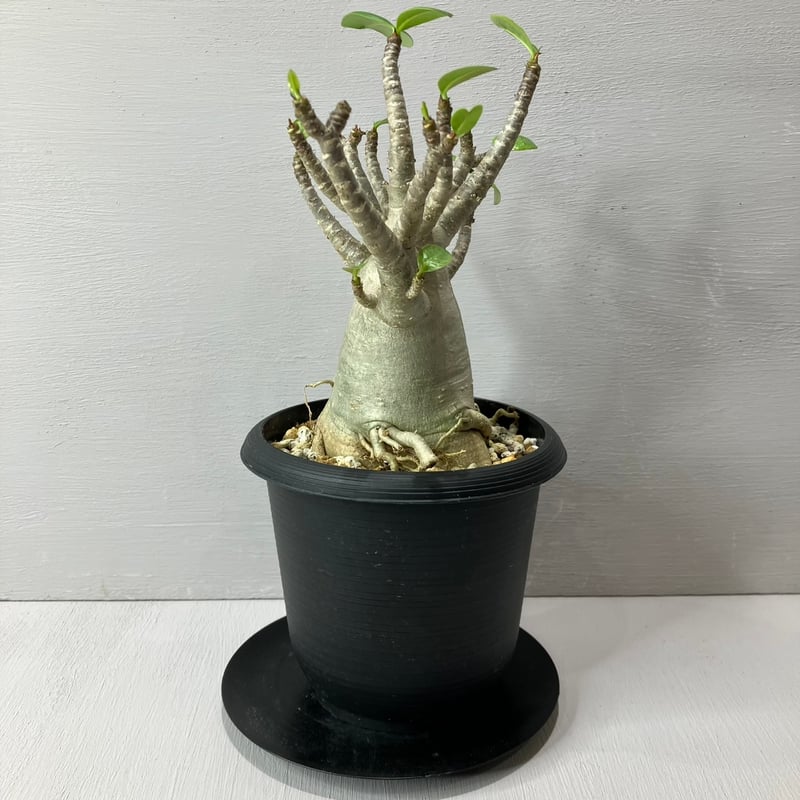 Adenium Thai Socotranum / アデニウム タイソコトラナム | BHMS