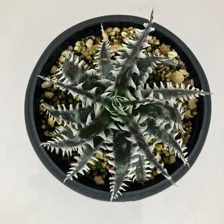 dyckia | STORES