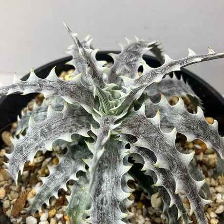 dyckia | STORES