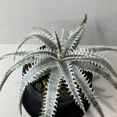 dyckia | STORES