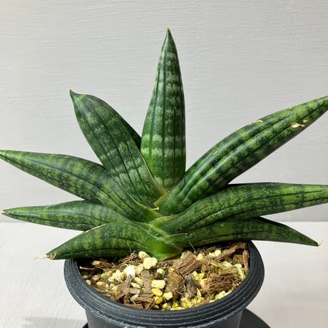 sansevieria | STORES
