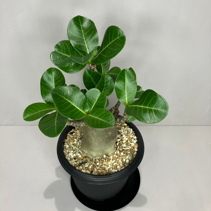 Adenium arabicum Black Skin /アデニウム アラビカム ブラックスキ