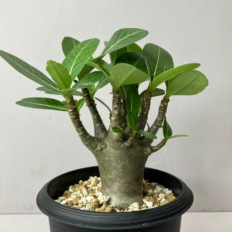 adeniumarabicum | STORES