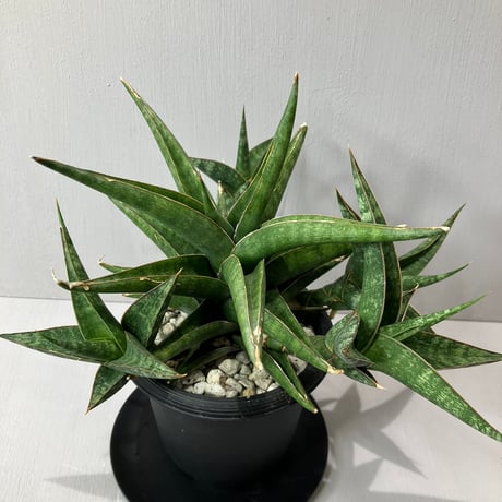 sansevieria | STORES