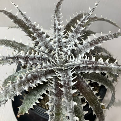 dyckia | STORES