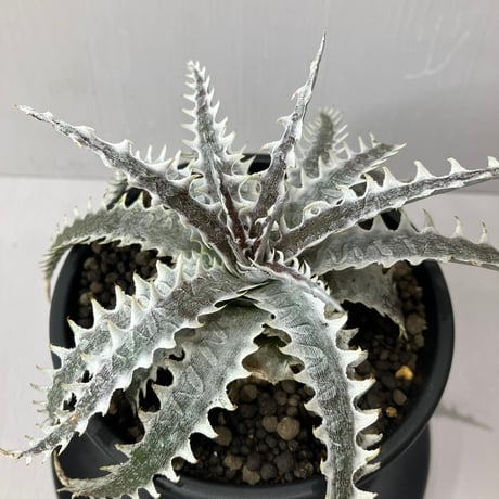 dyckia | STORES