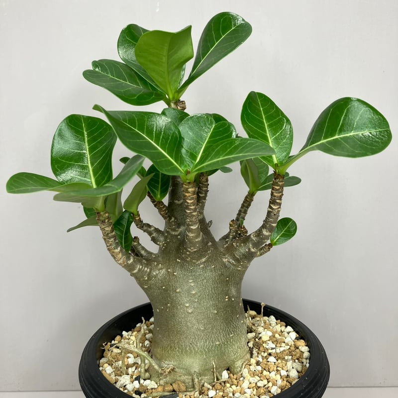 Adenium arabicum Black Skin /アデニウム アラビカム ブラックスキ