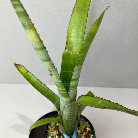 aechmea | STORES