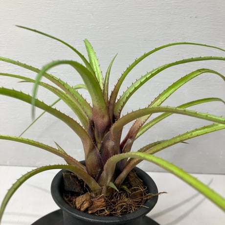 aechmea | STORES