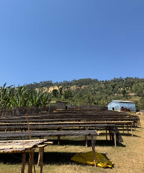 【NEW】🇪🇹Bekele Kachara - Natural