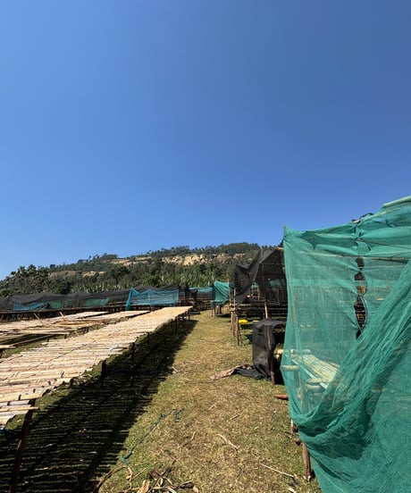 【NEW】🇪🇹Bekele Kachara - Natural