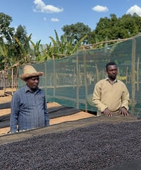 【NEW】🇪🇹Mengesha Gumi - Natural