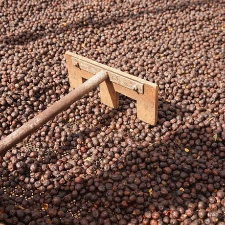 【NEW】Diego Armando Madrigal / Typica - Black Honey / COSTA RICA