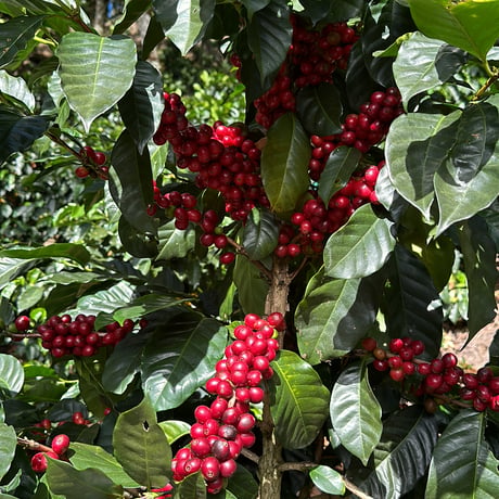 【NEW】Diego Armando Madrigal / Typica - Yellow Honey / COSTA RICA
