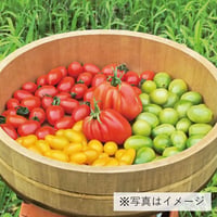 食卓を彩る地中海トマト４種｜農園直送！イタリアントマトセット【ばちぎ農場　川俣町】
