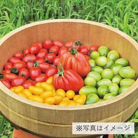 食卓を彩る地中海トマト４種｜農園直送！イタリアントマトセット【ばちぎ農場　川俣町】