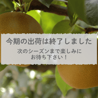 【愛知県安城市/刈谷市産他】安城梨『幸水』　3㎏箱・6-8玉入り