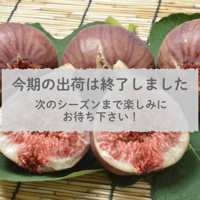 【愛知県安城市/碧南市/刈谷市産】ハウスいちじく　2パック入箱（3～5玉入・350g/パック）