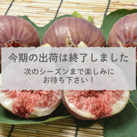 【愛知県安城市/碧南市/刈谷市産】ハウスいちじく　2パック入箱（3～5玉入・350g/パック）